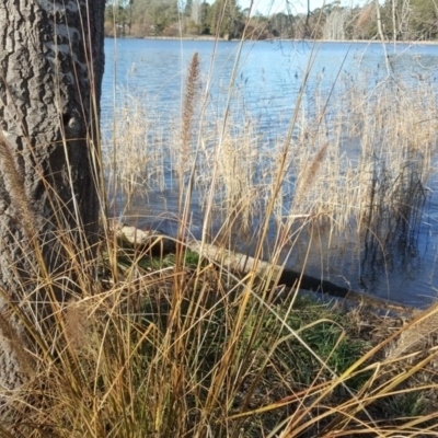 Cenchrus purpurascens (Swamp Foxtail) at Downer, ACT - 28 Jul 2020 by Mike