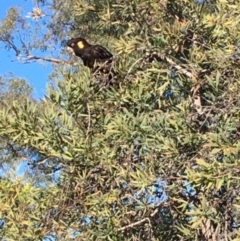 Zanda funerea (Yellow-tailed Black-Cockatoo) at Hughes, ACT - 29 Jul 2020 by ruthkerruish