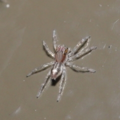 Prostheclina sp (genus) (A jumping spider) at ANBG - 28 Jul 2020 by TimL