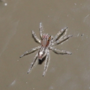 Prostheclina sp (genus) at Acton, ACT - 28 Jul 2020