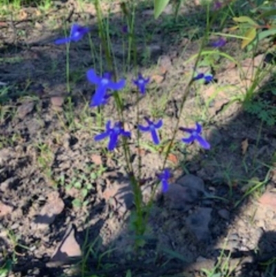 Lobelia dentata (Toothed Lobelia) at - 12 Jun 2020 by jgatton