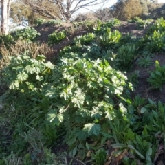 Malva parviflora (Little Mallow) at Lake Burley Griffin West - 28 Jul 2020 by Mike