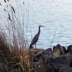 Egretta novaehollandiae (White-faced Heron) at Coombs Ponds - 28 Jul 2020 by Hutch68