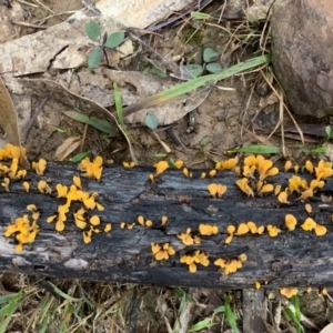 Dacryopinax spathularia at Black Range, NSW - 28 Jul 2020