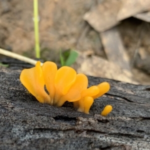 Dacryopinax spathularia at Black Range, NSW - 28 Jul 2020