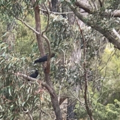 Calyptorhynchus lathami lathami (Glossy Black-Cockatoo) at Borough, NSW - 6 Oct 2019 by LWenger
