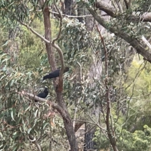 Calyptorhynchus lathami lathami at Borough, NSW - suppressed