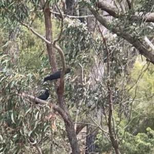 Calyptorhynchus lathami at Borough, NSW - 6 Oct 2019