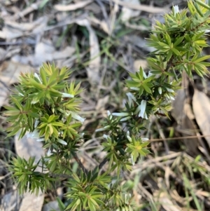 Leucopogon juniperinus at Black Range, NSW - 29 Jul 2020