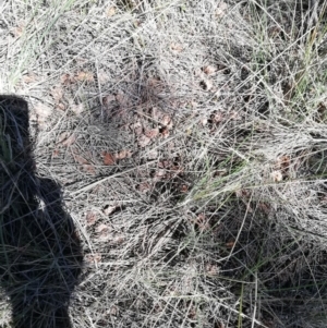 Calyptorhynchus lathami at Mount Fairy, NSW - 4 Oct 2019