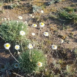 Leucochrysum albicans subsp. tricolor at Downer, ACT - 28 Jul 2020