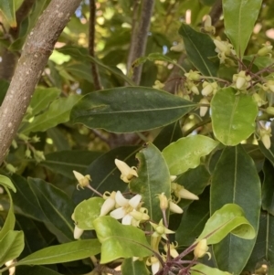 Pittosporum undulatum at Black Range, NSW - 29 Jul 2020