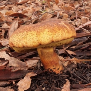 Boletus sp. at Macquarie, ACT - 3 Apr 2020