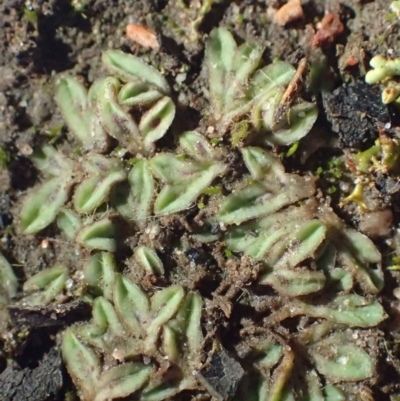 Riccia sorocarpa (Common Crystalwort) at Point 14 - 28 Jul 2020 by RWPurdie