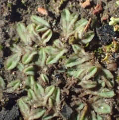 Riccia sorocarpa (Common Crystalwort) at Black Mountain - 28 Jul 2020 by RWPurdie