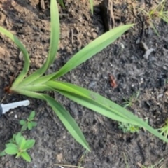 Dianella caerulea (Common Flax Lily) at Stewart #4 Boundary - 12 Jun 2020 by jgatton