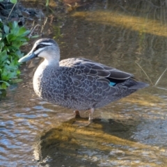 Anas superciliosa (Pacific Black Duck) at Coombs, ACT - 28 Jul 2020 by Hutch68