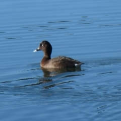 Aythya australis (Hardhead) at Coombs Ponds - 28 Jul 2020 by Hutch68