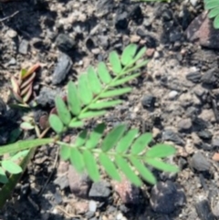 Acacia (genus) (A Wattle) at FS Private Property - 12 Jun 2020 by jgatton