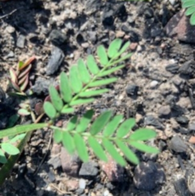 Acacia (genus) (A Wattle) at FS Private Property - 12 Jun 2020 by jgatton