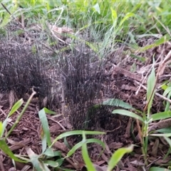 Unidentified Fungus at Rivett, ACT - 24 Jul 2020 by Fiboa