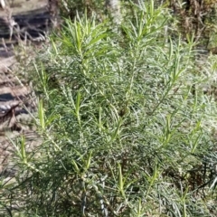 Cassinia longifolia (Shiny Cassinia, Cauliflower Bush) at Mount Majura - 14 Jul 2020 by Fiboa