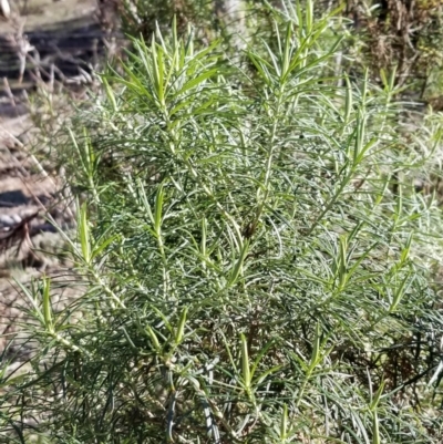 Cassinia longifolia (Shiny Cassinia, Cauliflower Bush) at Mount Majura - 14 Jul 2020 by Fiboa
