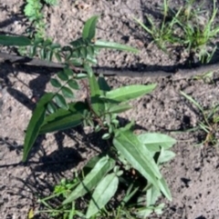 Pandorea pandorana (Wonga Wonga Vine) at Stewart #4 Boundary - 12 Jun 2020 by jgatton