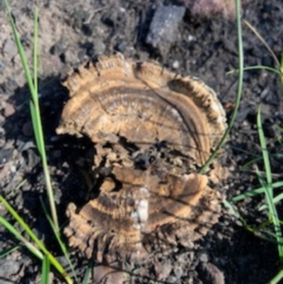 Laccocephalum sclerotinium at Yatte Yattah, NSW - 12 Jun 2020 by jgatton