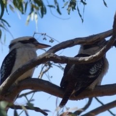 Dacelo novaeguineae (Laughing Kookaburra) at Black Range, NSW - 29 Jul 2020 by MatthewHiggins