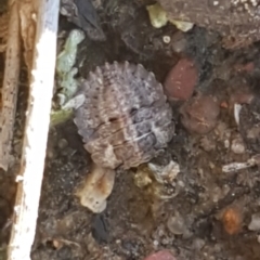 Nerthra sp. (genus) (Toad Bug) at Bruce, ACT - 29 Jul 2020 by tpreston