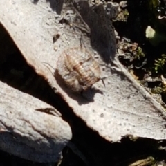 Nerthra sp. (genus) at Bruce, ACT - 29 Jul 2020