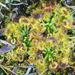 Drosera gunniana (Pale Sundew) at Bruce, ACT - 29 Jul 2020 by tpreston