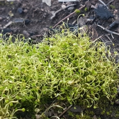Funaria hygrometrica (Moss) at Black Mountain - 29 Jul 2020 by trevorpreston