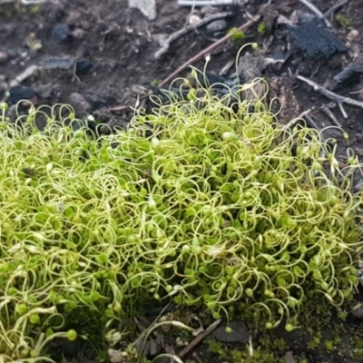 Funaria hygrometrica (Moss) at Bruce, ACT - 29 Jul 2020 by tpreston