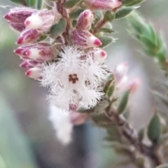 Styphelia attenuata (Small-leaved Beard Heath) at Bruce, ACT - 29 Jul 2020 by trevorpreston