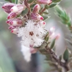 Leucopogon attenuatus (Small-leaved Beard Heath) at Black Mountain - 29 Jul 2020 by trevorpreston