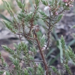 Leucopogon attenuatus at Bruce, ACT - 29 Jul 2020