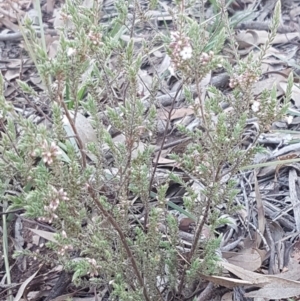 Leucopogon attenuatus at Bruce, ACT - 29 Jul 2020