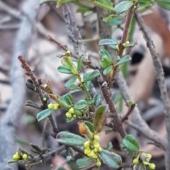 Phyllanthus occidentalis at Downer, ACT - 29 Jul 2020