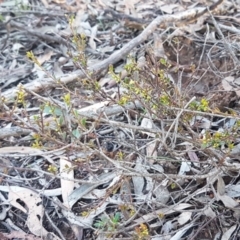 Phyllanthus occidentalis at Downer, ACT - 29 Jul 2020