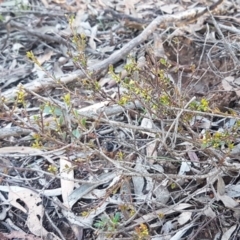 Phyllanthus hirtellus at Downer, ACT - 29 Jul 2020
