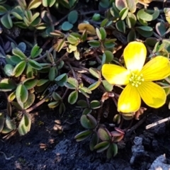Oxalis (genus) (Wood Sorrel) at O'Connor, ACT - 29 Jul 2020 by trevorpreston