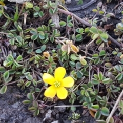 Oxalis sp. at O'Connor, ACT - 29 Jul 2020 03:56 PM