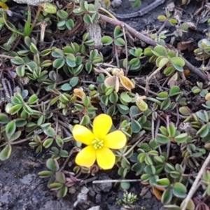 Oxalis sp. at O'Connor, ACT - 29 Jul 2020