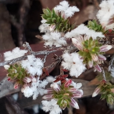 Leucopogon attenuatus (Small-leaved Beard Heath) at Black Mountain - 29 Jul 2020 by trevorpreston