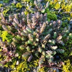 Crassula sieberiana (Austral Stonecrop) at Black Mountain - 29 Jul 2020 by tpreston