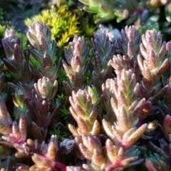 Crassula sieberiana at O'Connor, ACT - 29 Jul 2020