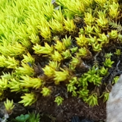 Unidentified Moss, Liverwort or Hornwort at Bruce, ACT - 29 Jul 2020 by tpreston