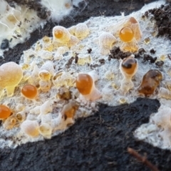 Corticioid fungi at Black Mountain - 29 Jul 2020 by trevorpreston